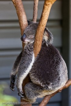 Звери спят - E-FWv9mvzbo.jpg