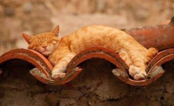 Звери спят - OxMYhRFlS6w.jpg