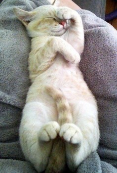 Звери спят - u6_xgiAt9mo.jpg