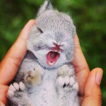 Звери спят - ua1NyrNXDm4.jpg