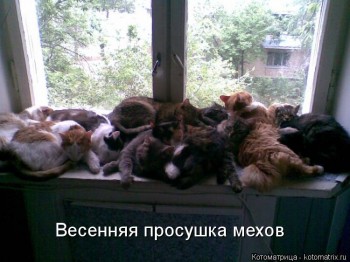 Любимая кошатинка  - kotomatritsa_4.jpg