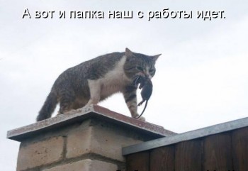 Любимая кошатинка  - oLJIbbGssjY.jpg