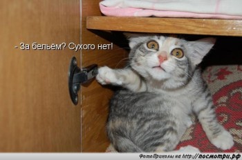 Любимая кошатинка  - y_3fe0b7e7.jpg