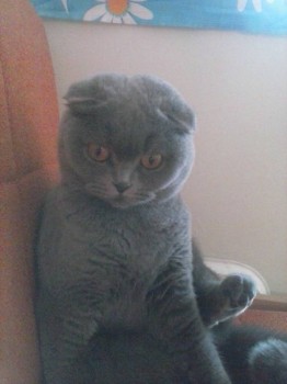 Любимая кошатинка  - CAM01727.jpg