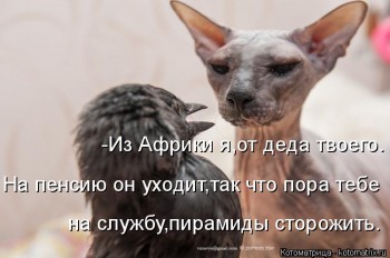 Страшнее кошки зверя нет  - kotomatritsa_SM.jpg
