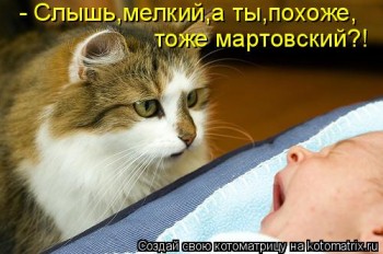 Страшнее кошки зверя нет  - kotomatritsa_u.jpg