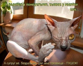 Любимая кошатинка  - I2QHZnWPcu8.jpg