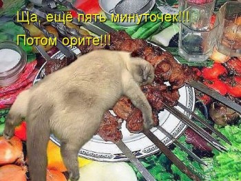 Любимая кошатинка  - tkYMCneYRtU.jpg