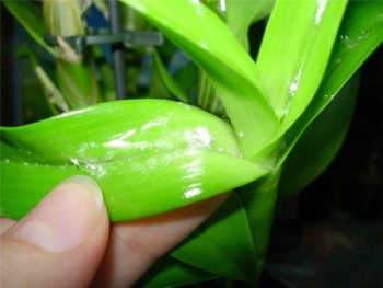 Что за вредители и как от них избавиться??? - db7f365115ac.jpg