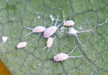 Что за вредители и как от них избавиться??? - pseudococcus_longispinus_2_714.jpg