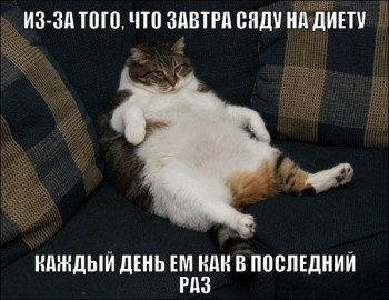Любимая кошатинка  - на диету.jpg