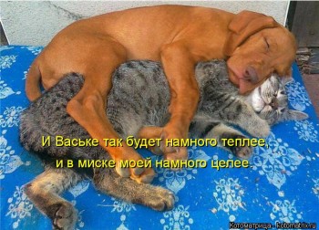 Любимая кошатинка  - kotomatritsa_OUd.jpg