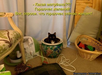 Любимая кошатинка  - kotomatritsa_w.jpg