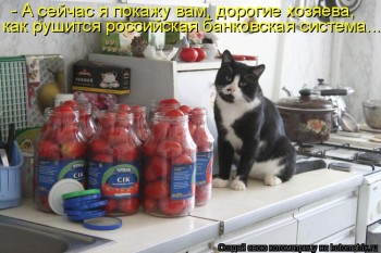 Любимая кошатинка  - kotomatritsa_Vn.jpg