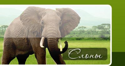 Исполнитель желаний - bg_head_right.jpg