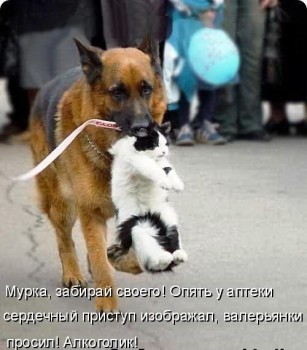 Любимая кошатинка  - LOznX2sJ1-8.jpg