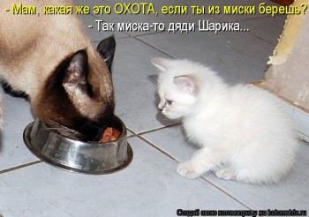 Любимая кошатинка  - m4xf6N1Up3g.jpg