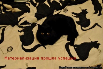 Любимая кошатинка  - 946908.jpg