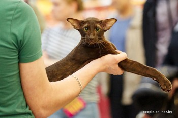 Любимая кошатинка  - коричневый котик.jpg