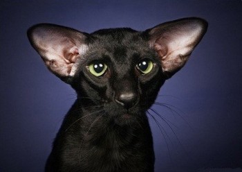 Любимая кошатинка  - ориентал.jpg