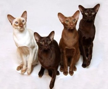 Любимая кошатинка  - ориентал1.jpg