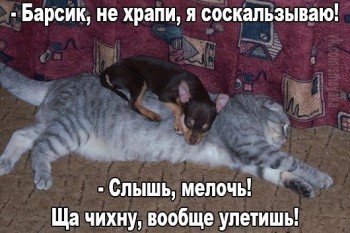 Любимая кошатинка  - барсик.jpg
