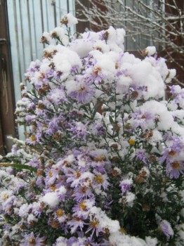 сентябринки