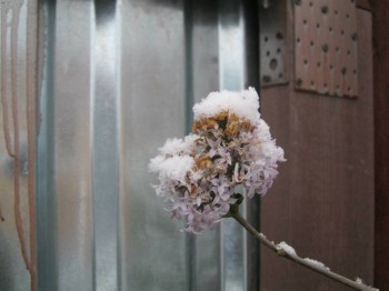 А что у нас с погодой? - 5 - сирень2.jpg