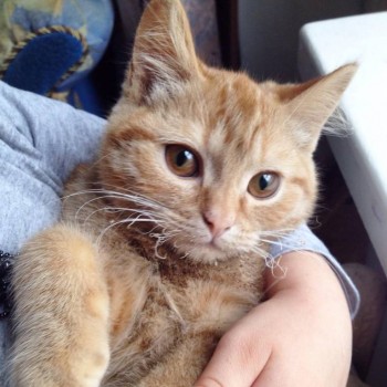 Страшнее кошки зверя нет  - image.jpeg