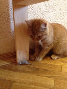 Страшнее кошки зверя нет  - image.jpeg