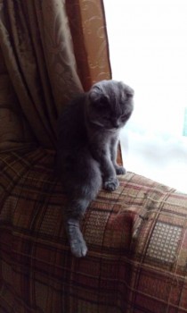 Сидит скучает...