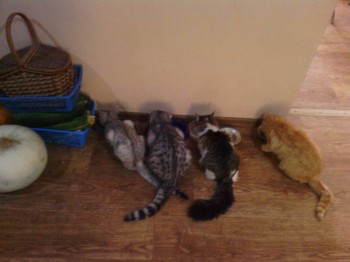 Любимая кошатинка  - IMG_20151021_162648.jpg