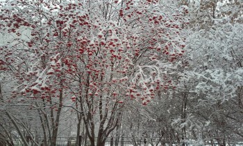 Во дворе школы утром.