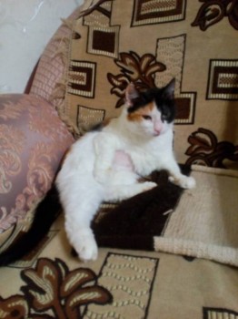 Любимая кошатинка  - IMG_20151017_172147.jpg