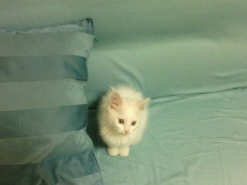 Любимая кошатинка  - IMG_20151102_212632.jpg