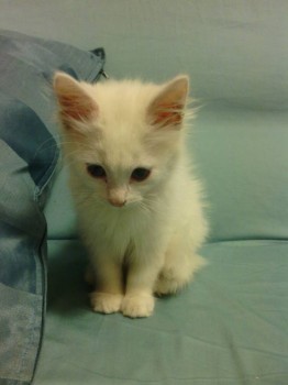 Любимая кошатинка  - IMG_20151102_212707.jpg