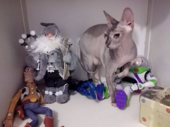 Любимая кошатинка  - 12208886_1058484347529553_1224685519_o.jpg