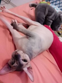 Любимая кошатинка  - 12207927_1058484407529547_1033996276_n.jpg