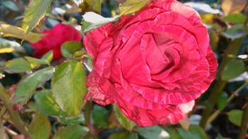 А что у нас с погодой? - 5 - IMG_20151105_153006.jpg