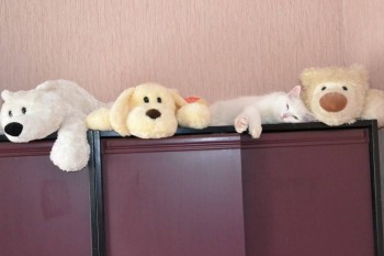 Любимая кошатинка  - image[4].jpg