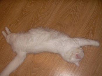 Любимая кошатинка  - SANY0103.JPG