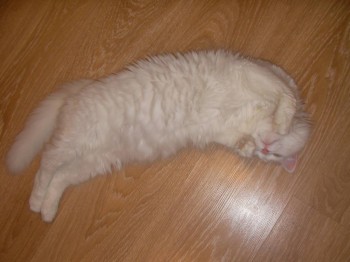 Любимая кошатинка  - SANY0102.JPG