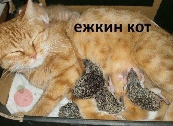 Любимая кошатинка  - wMsqHOxdqEk (1).jpg