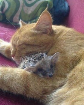 Любимая кошатинка  - _lZE30jeKc4.jpg