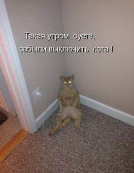 Любимая кошатинка  - qiwCeFAEJn0.jpg