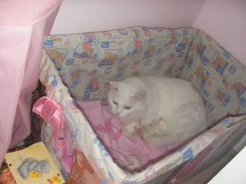 Любимая кошатинка  - SANY0140.JPG