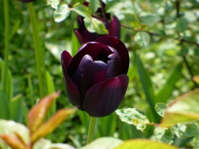 Исполнитель желаний - Черный_тюльпан(1).jpg