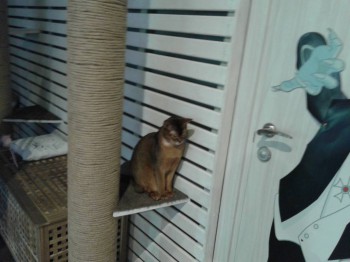 Аббиссинец