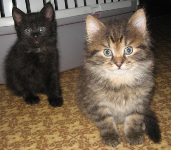 Страшнее кошки зверя нет  - bratia.jpg