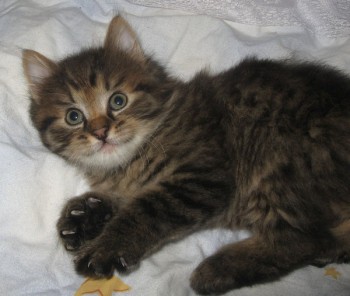 Страшнее кошки зверя нет  - ponch3.jpg